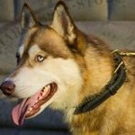 Husky Dog Collar of Two-Ply Leather with Elegant Braid