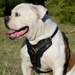 Large Leather Dog Harness with Felt-Lined Chest for Ambulldog