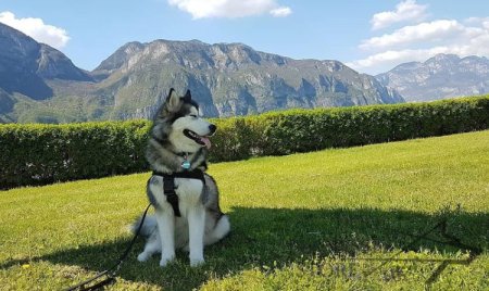 Bestseller! Nylon Dog Harness for Alaskan Malamute