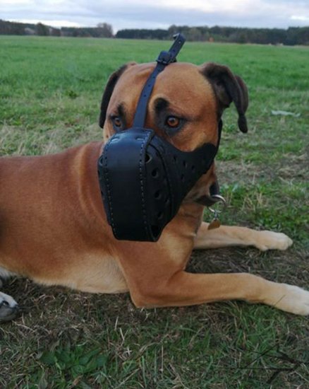 Boerboel Muzzle of Durable Leather for Agitation Training