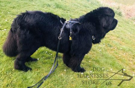 Bestseller! Padded Dog Harness for Newfoundland, Handmade