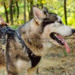 Protection Dog Harness for Alaskan Malamute Training