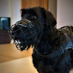 Basket Dog Muzzle Covered by Black Rubber, UK_7