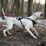 Bestseller! Leather Dog Harness with Handle for Protection Dogs_2