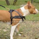 Dog Pulling Harness of Leather for Amstaff Tracking and Training