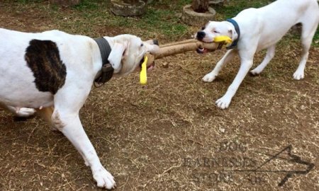 Huge Jute Bite Tug for American Bulldog UK