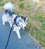Bestseller! Nylon Dog Harness for Alaskan Malamute_3