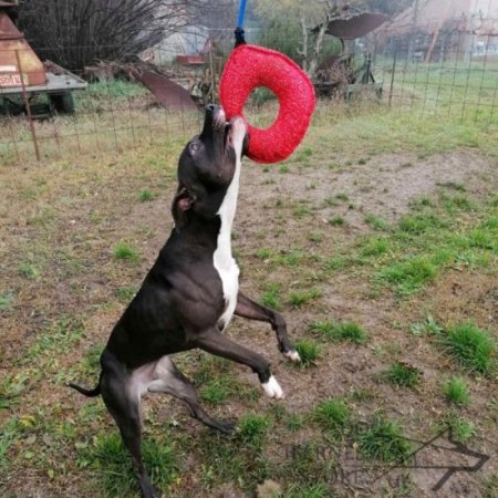 Dog Training Bite Tug Bagel of French Linen with Loop