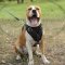 Amstaff Harness of Leather for Service Work, Training and Walks