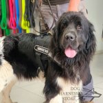 Bestseller! Dog Training Harness for Newfoundland's Work_2