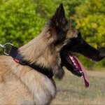 Tervuren Collar of Nylon with Quick-Release Buckle, Adjustable