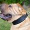 Shar-Pei Collar of Felt Padded Leather for Training and Walking