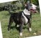 Bull Terrier Harness UK, Luxury Designed of Genuine Leather