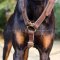 Doberman Harness UK for Long Walks, Training & Bikejoring