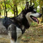 Nylon Dog Harness for Alaskan Malamute Sport