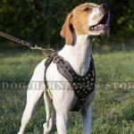English Pointer Harness with Brass Studded Leather Chest Plate