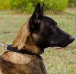 Classic Dog Collar for Malinois Shepherd Daily Activities