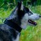 Dog Collar for Husky of Strong and Soft Felt Padded Leather