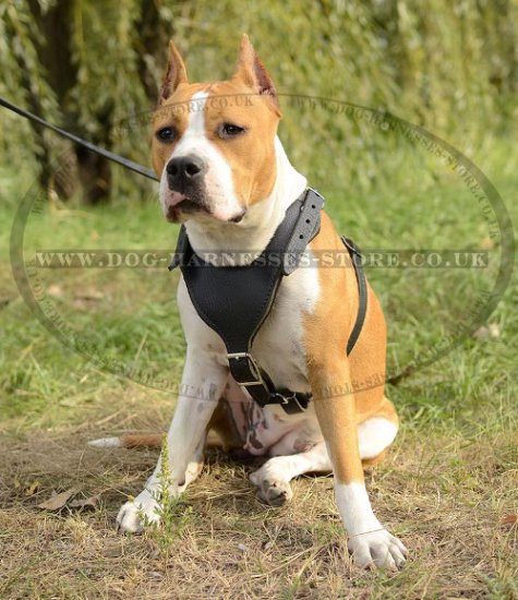 Working Amstaff Harness of Tough Leather with Padded Chest Plate