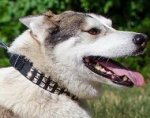 Wide Leather Dog Collar with 3 Rows of Nickel Pyramids for Husky