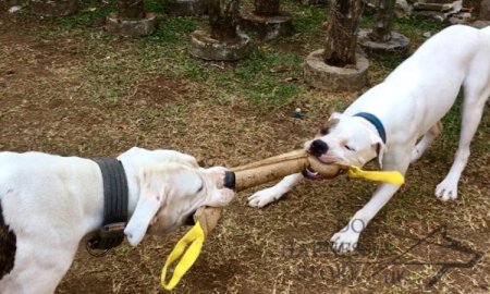 Huge Jute Bite Tug for American Bulldog UK