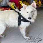 Dog Harness Sport and Training Made of Nylon, Bestseller in UK!_7