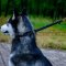 Best Training Collar for Siberian Husky Behavior Correction