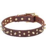 Leather Dog Collar Studded with Stars and Spikes of Goldy Brass