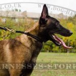 Rolled Leather Choke Dog Collar, Belgian Shepherd Stop Pulling