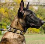 Best Dog Collar with Spikes and Plates for Belgian Malinois