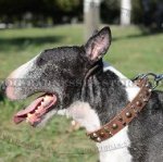 Modern Leather Dog Collar Studs and Pyramids for Bull Terrier