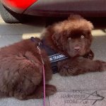 Bestseller! Dog Training Harness for Newfoundland's Work_1