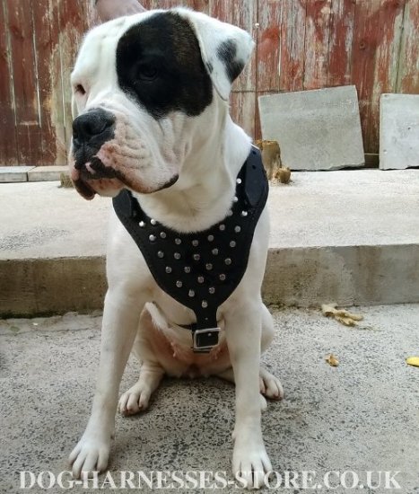 American Bulldog Harness for Walking of Leather with Pyramids