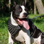 Studded Dog Harness for Staffy, Leather Working Stylish Gear