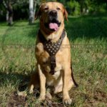 Studded Dog Harness of Genuine Leather for Golden Retriever