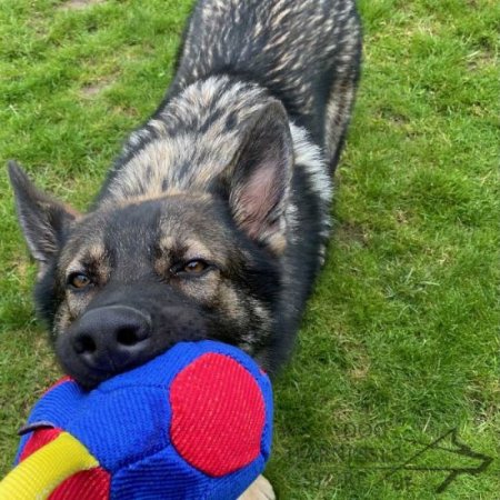 Colorful Dog Bite Toy of French Linen for Interactive Training