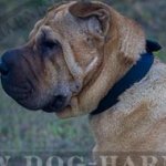 Shar-Pei Dog Collar Leather of Classic Design for Everyday Use