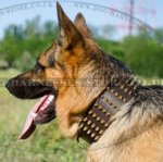 Extra Wide Dog Collar with Brass Spikes for German Shepherd