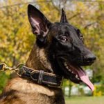 Royal Dog Collar Nappa Padded Leather for Belgian Shepherd