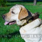 Chic Dog Collar with Bronze-Like Large Brass Plates for Labrador