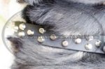 Studded Dog Collar with Nickel Pyramids for Swiss Mountain Dog