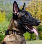 Designer Dog Collar for Belgian Shepherd, Leather, Spikes, Cones