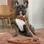 Dog Leash for French Bulldog Walking and Training of Leather