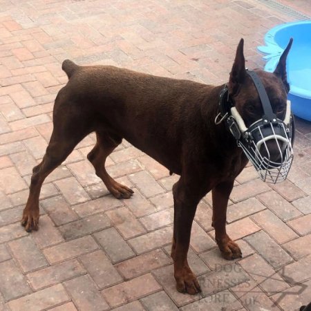 Long Nose Dog Muzzle with Leather Padding for Training and Walks