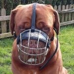 Bestseller! Dogue de Bordeaux Muzzle of Maximum Comfort