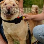 Shar-Pei Dog Collar of Nylon with Handle and Quick-Detach Buckle