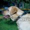 Luxury Dog Collar with Nickel Plates & Cones of Pure Leather