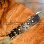 Shar-Pei Dog Collar of Strong Leather with Spikes and Studs