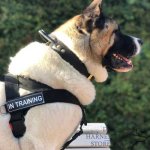 Dog Harness Sport and Training Made of Nylon, Bestseller in UK!_8