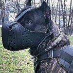 Cane Corso Muzzle for Training, Strong and Reinforced Leather